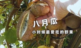 姐姐吃八月瓜视频大全免费观看