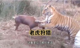 王老虎被爆料了吗视频播放,王老虎被爆料视频播放引发热议