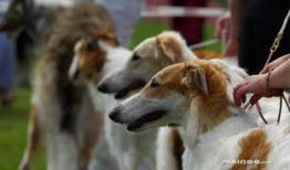 兽境猎犬爆料视频大全,揭秘神秘生物世界