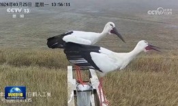 爆料美国候鸟迁徙视频,揭秘千里迁徙的奇迹之旅