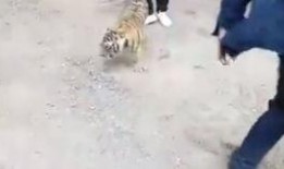 王老虎被爆料了吗视频播放,王老虎被爆料视频播放引发热议