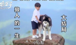 在线观看狼王子,野性呼唤下的爱恨纠葛