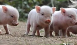 抖音网红宠物猪吃瓜视频,萌态可掬引网友热议