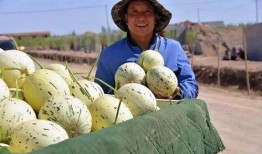 瓜州免费吃瓜骗局,警惕消费陷阱