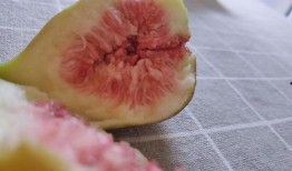 娱乐吃瓜酱密集恐惧症,娱乐吃瓜酱的惊悚之旅