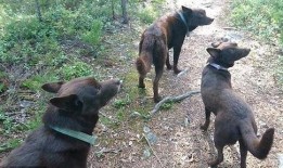 三只狗子爆料视频大全,萌宠日常大揭秘