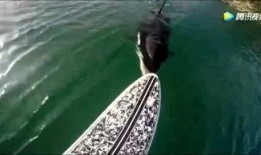 鸭绿江最新爆料,揭秘神秘事件背后的真相