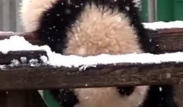 吃瓜小熊视频大全免费观看,吃瓜小熊视频大全，一网打尽欢乐瞬间