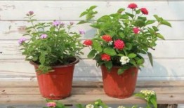 小奇迹最新资讯爆料视频,揭秘神秘视频背后的惊人真相！