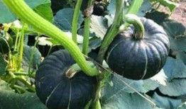 吃西湖瓜的网红是谁啊,探寻夏日消暑新宠