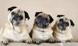 巴哥赤犬爆料视频播放大全,揭秘娱乐圈幕后真相