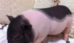 抖音网红宠物猪吃瓜视频,萌态可掬引网友热议