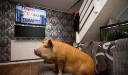 抖音网红宠物猪吃瓜视频,萌态可掬引网友热议