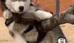 爆料二哈视频大全集下载,爆笑瞬间，欢乐无限，一键下载收藏