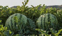 吃西湖瓜的网红是谁啊,探寻夏日消暑新宠