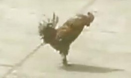 军鸡完整版在线观看,热血战场上的传奇英雄，在线观看完整版，重温激战岁月