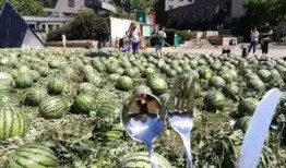 朝阳免费吃瓜网,揭秘都市生活趣味圈，畅享免费美食盛宴