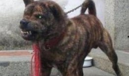 兽境猎犬爆料视频大全,揭秘神秘生物世界