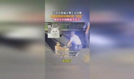 在派出所吃瓜当团宠全文免费阅读,团宠吃瓜日常