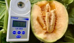 免费吃瓜全集,揭秘娱乐圈幕后真相，带你领略明星们的真实生活