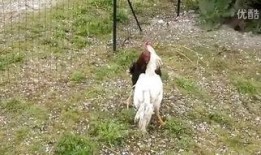 军鸡完整版在线观看,热血战场上的传奇英雄，在线观看完整版，重温激战岁月