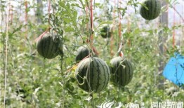 邳州网红吃瓜事件视频最新,一场网络狂欢背后的真相揭秘