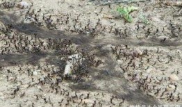 在线观看食人蚁军团.,惊悚揭秘自然界的恐怖生物