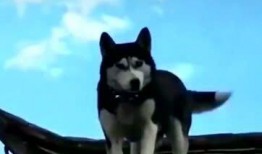 爆料二哈视频大全集下载,爆笑瞬间，欢乐无限，一键下载收藏