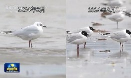 爆料美国候鸟迁徙视频,揭秘千里迁徙的奇迹之旅