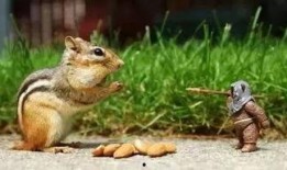 娱乐吃瓜小松鼠小说,小松鼠的吃瓜日常