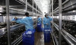 诸城纺织厂爆料视频曝光,揭露行业黑幕与劳动权益问题