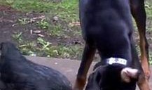 三只狗子爆料视频大全,萌宠日常大揭秘