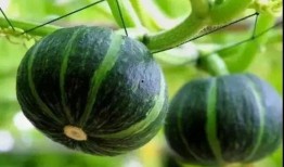 网红吃瓜8秒,揭秘娱乐圈幕后真相